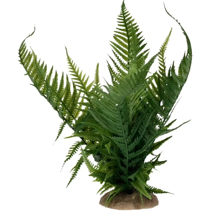 Decoratieve varen Terra Della