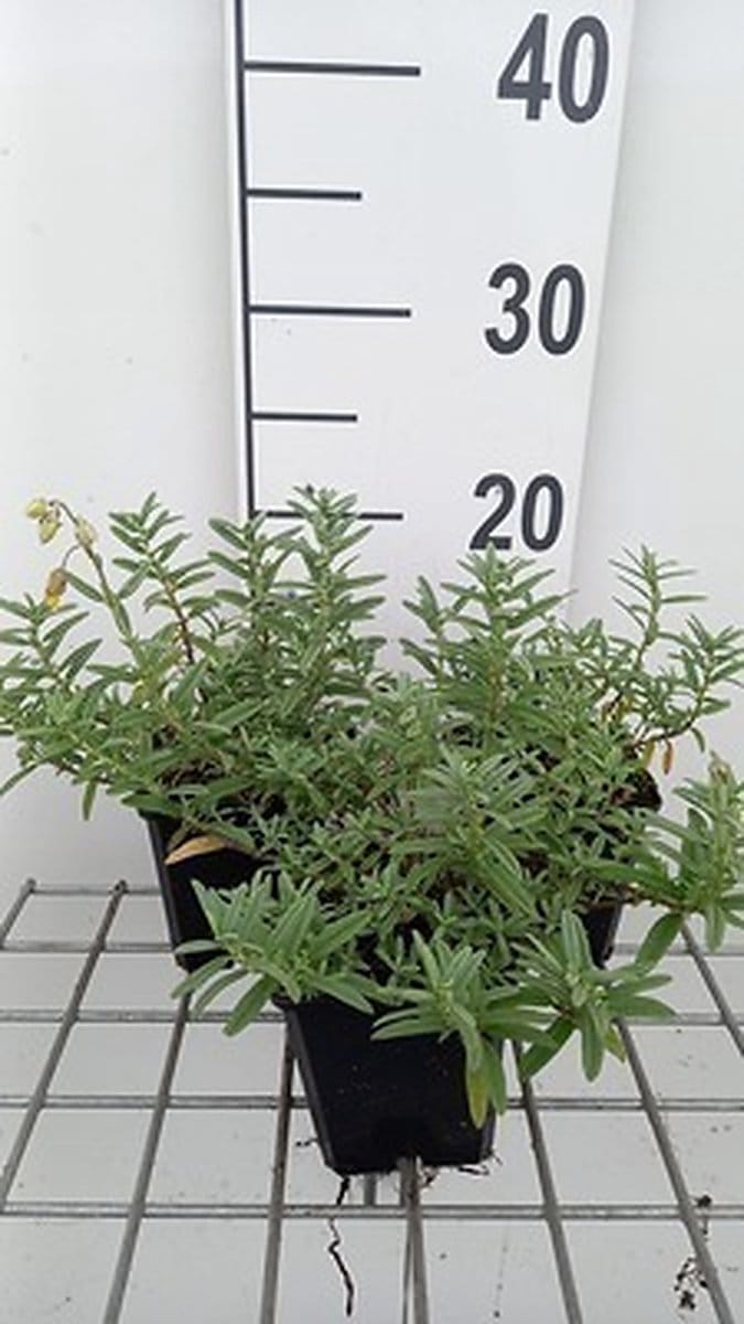 6x Zonneroosje - Helianthemum hybr. 'Wisley Primrose' | 9x9 cm pot