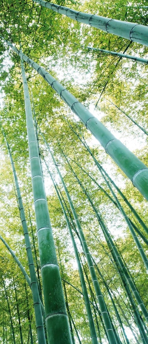 Forest Woods Photo Wallcovering