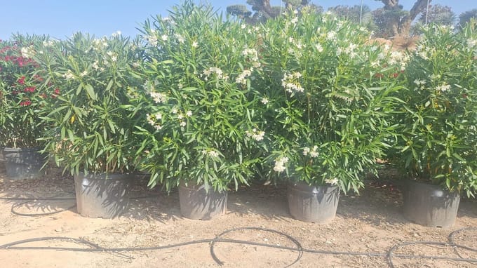Sunny Tree - Plant - Oleander- Nerium Oleander - 220-240 cm - Kleur Wit - Buitenplant