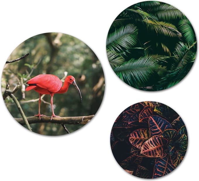 Forex Muurcirkel Set -  Set Rode Vogel Jungle - Set van 3 Wandcirkels met Ophangsystemen - 20x25x30