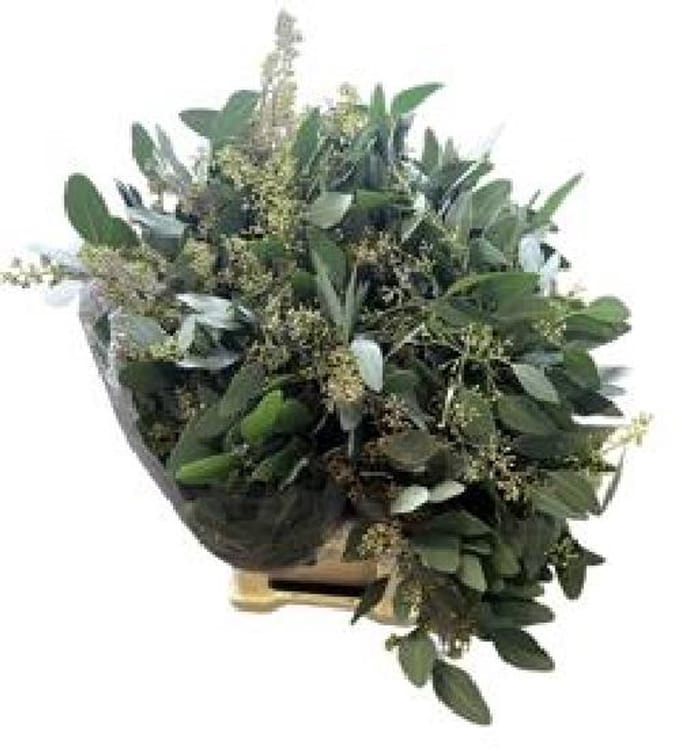 5x Sg eucalyptus pol.bes 60cm