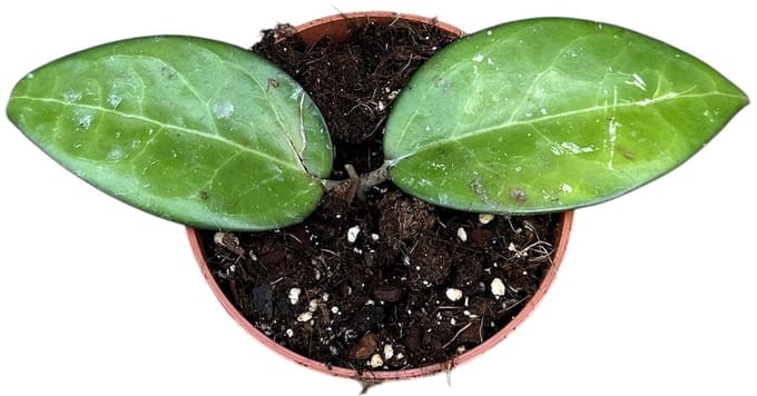 Hoya Sp Malang Kamerplant Potmaat Ø10,5 cm |Vers Van De Kweker