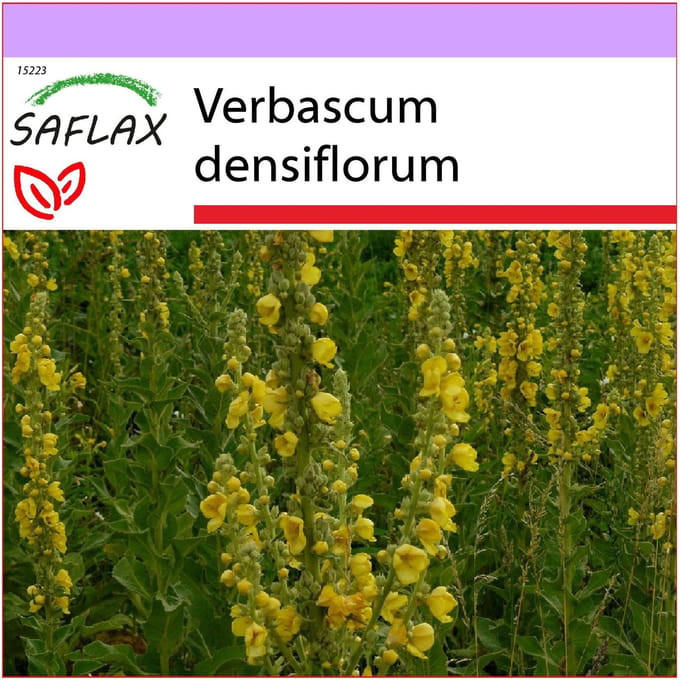 SAFLAX - Molène à grandes fleurs - 500 graines - Verbascum densiflorum