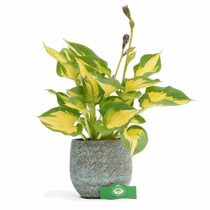 Set van 2 Hosta Forbidden Fruit - vaste plant - 13 cm pot