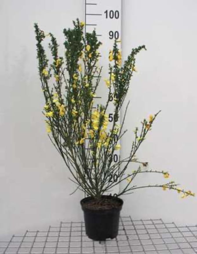 Cytisus scoparius - Wilde Brem 40 - 60 cm in pot