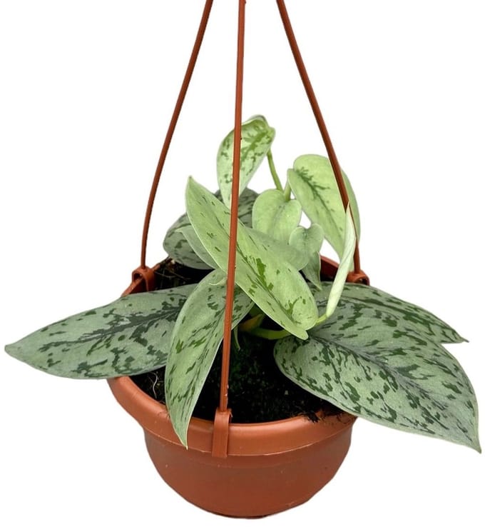 Scindapsus Silver Lady Kamerplant Potmaat Ø14 cm |Vers Van De Kweker