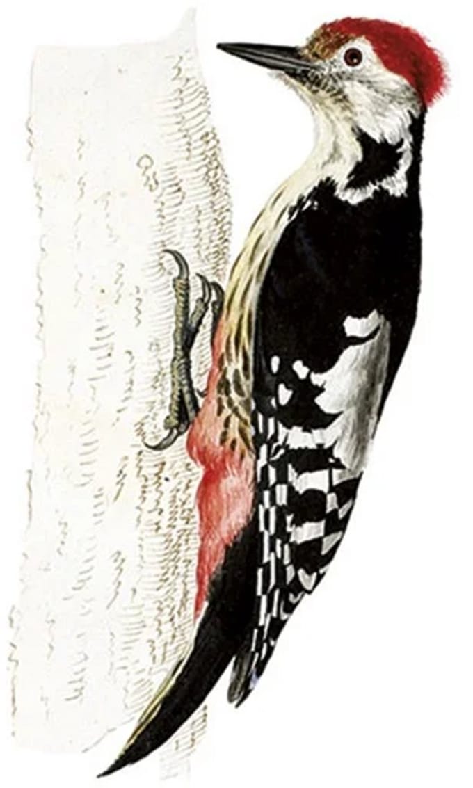 Kaart Specht 12,5x18,3cm