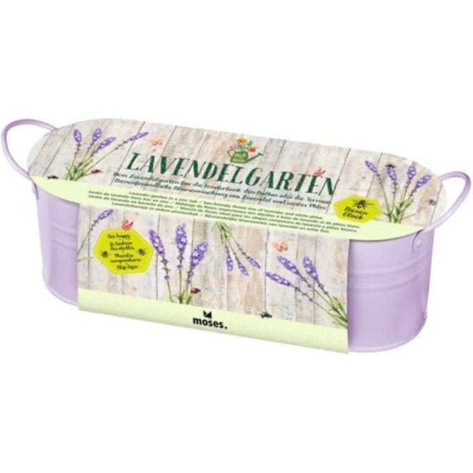 Kweekset lavendel in zinken plantenbak