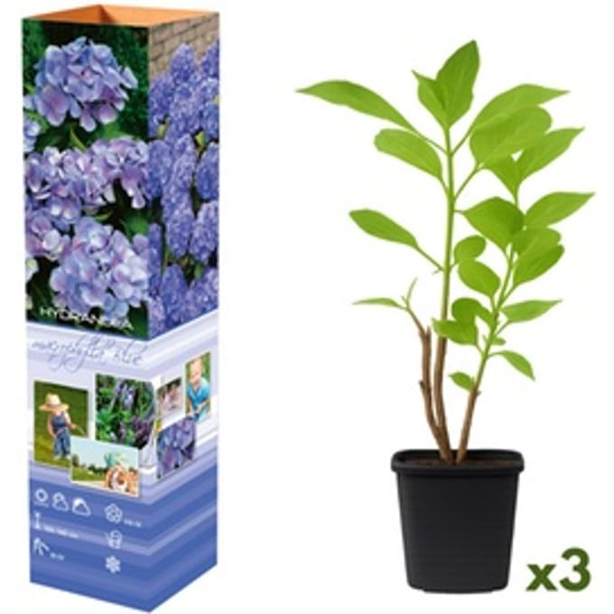 Set van hortensia: Wit / 3