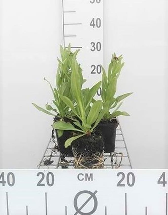 6x Zonnekruid - Helenium bigelovii 'The Bishop' ( 'superbum') | 9x9 cm pot