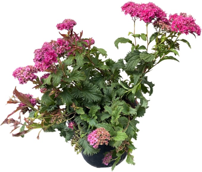 2 x Spiraea jap. 'Crispa' - Struikspirea , Japanse Spirea 25- 30 cm in pot