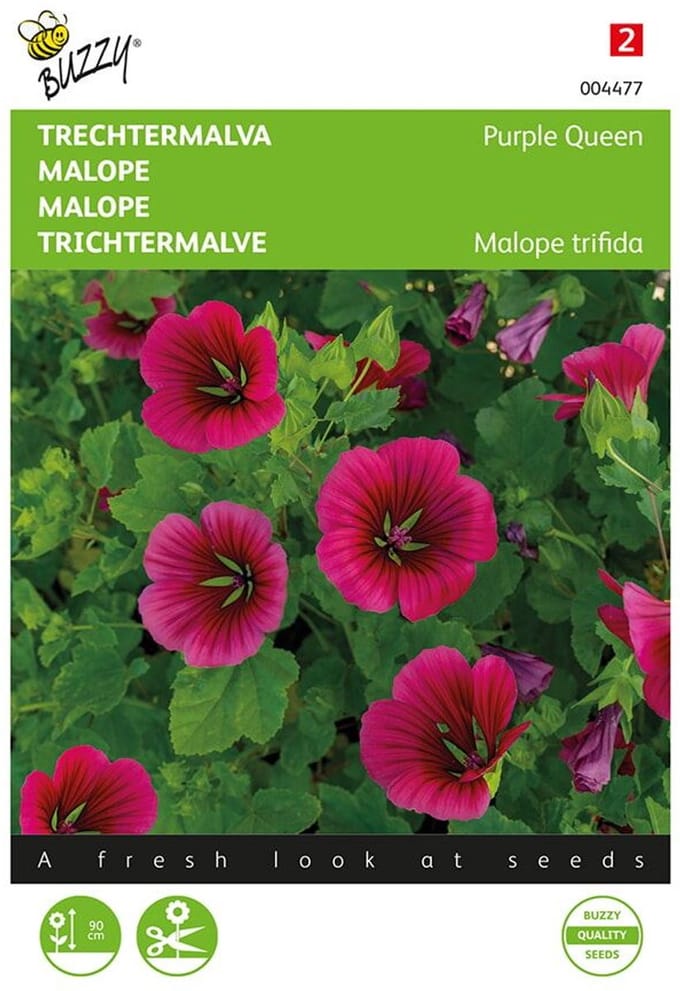 Trechtermalva Purple Queen (Malope trifida)
