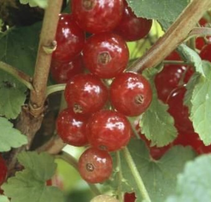 Ribes rubr. 'Jonkheer van Tets' - Rode bes struik in pot