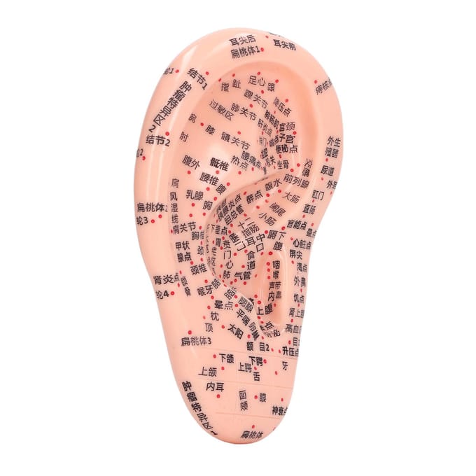 6.7in Ooracupunctuur Model Silicone Graveren Oormassage Acupunctuurmodel voor Thuis Laboratorium beige