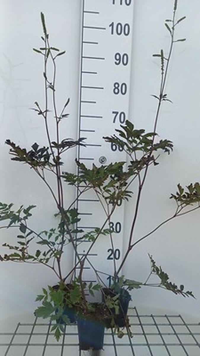 6x Zilverkaars - Actaea rac. Reine de Saba" | 9x9 cm pot