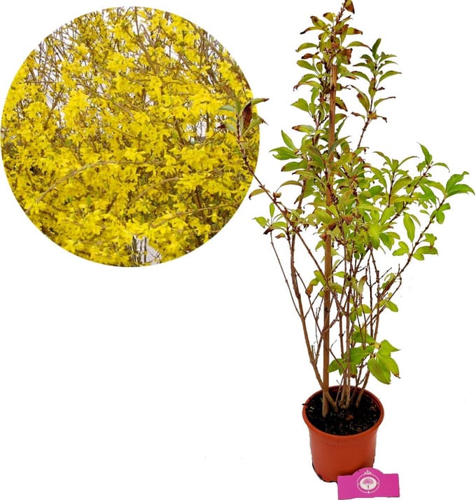 Forsythia intermedia 'Lynwood' Chinees klokje, 2 liter pot