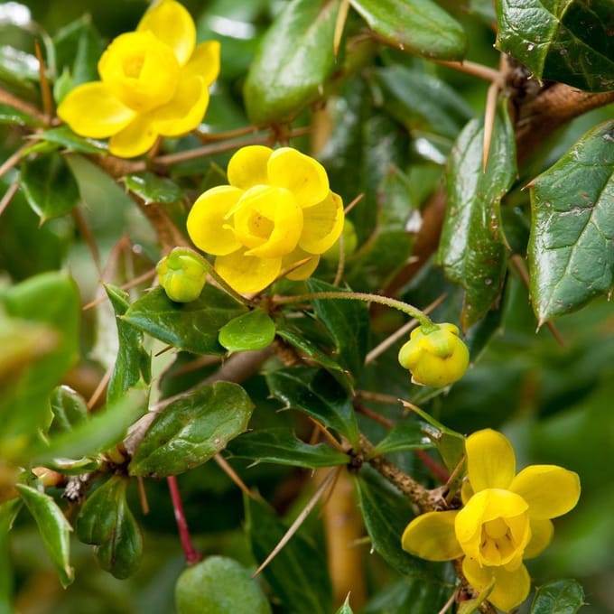 Berberis Verruculosa - Zuurbes 25-30 cm pot
