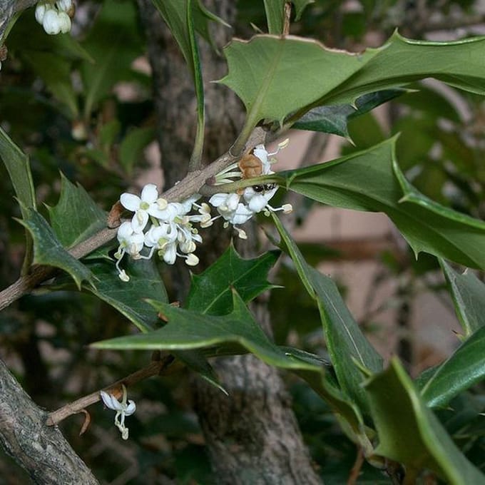 Osmanthus heterophyllus - Schijnhulst 30-40 cm in pot