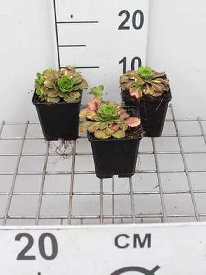 6x Steenbreek - Saxifraga urbium 'Variegata' | 9x9 cm pot