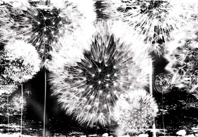 Fotobehang Dandelion Black White | XL - 208cm x 146cm | 130g/m2 Vlies