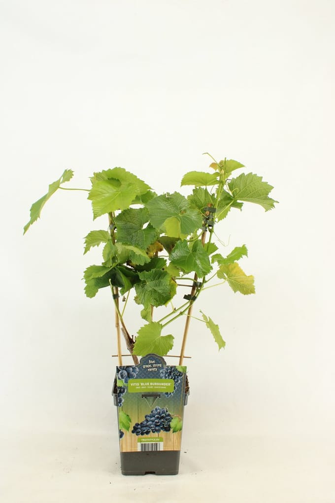 Blauwe Druif - Vitis vinifera 'Blue Burgunder' - op Rek - hoogte 60 - 70 cm