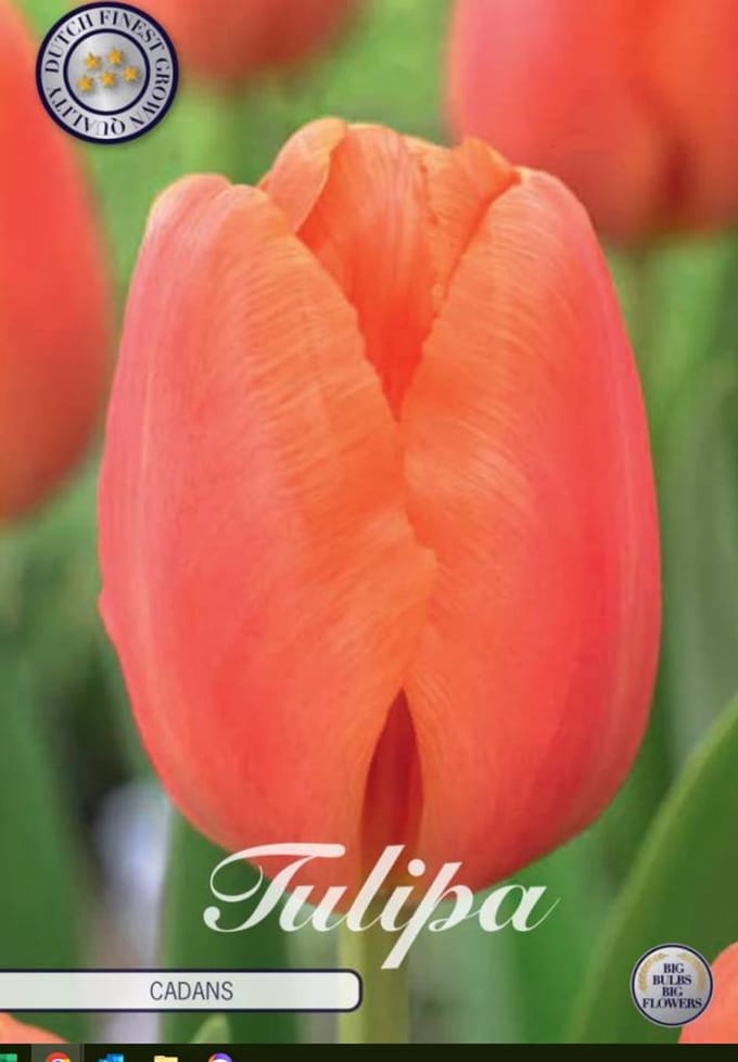 Dutch Finest Quality bloembollen - Tulpen Tulp Triumph Cadans x10 12/+s