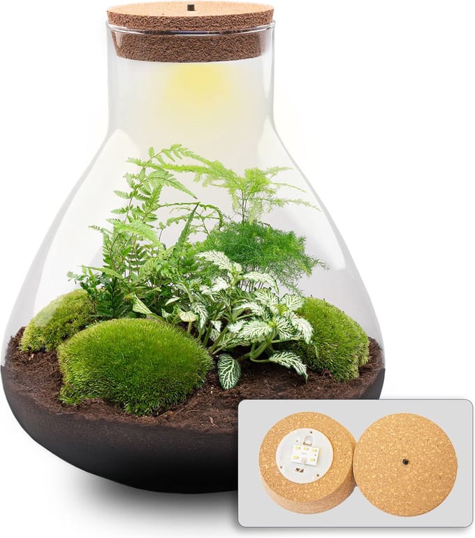 Terrarium DIY Kit - Sam XL - Bottle Garden - ↑ 35 cm
