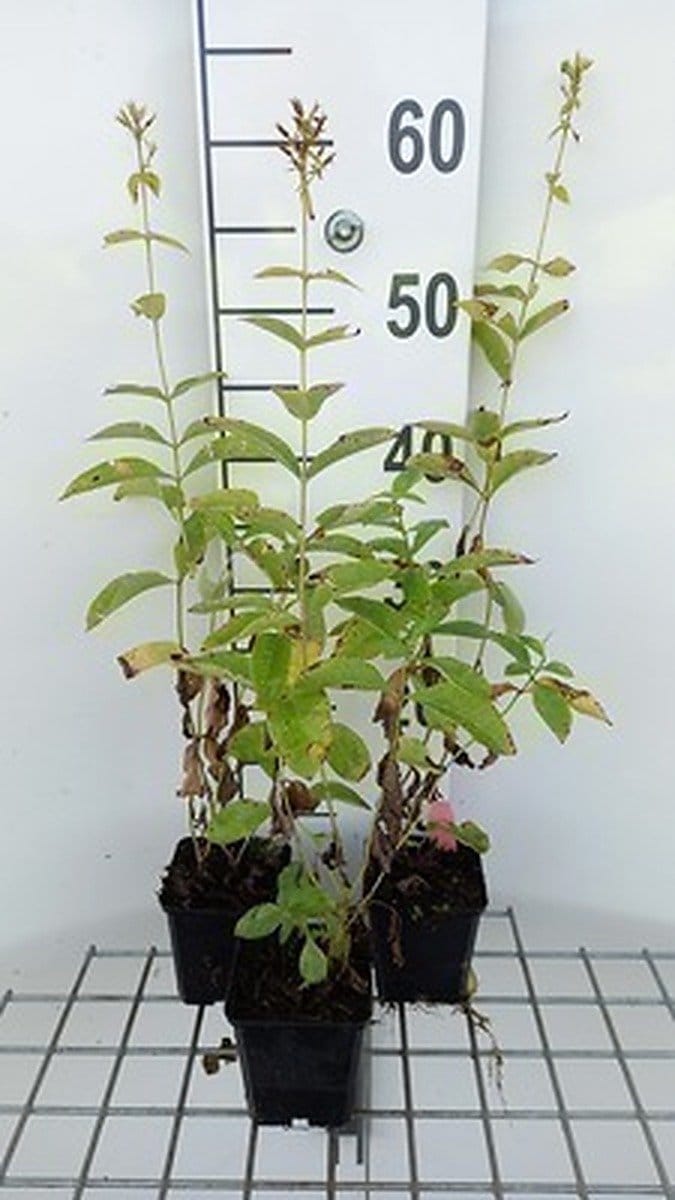 6x Vlambloem - Phlox (p) 'David' | 9x9 cm pot