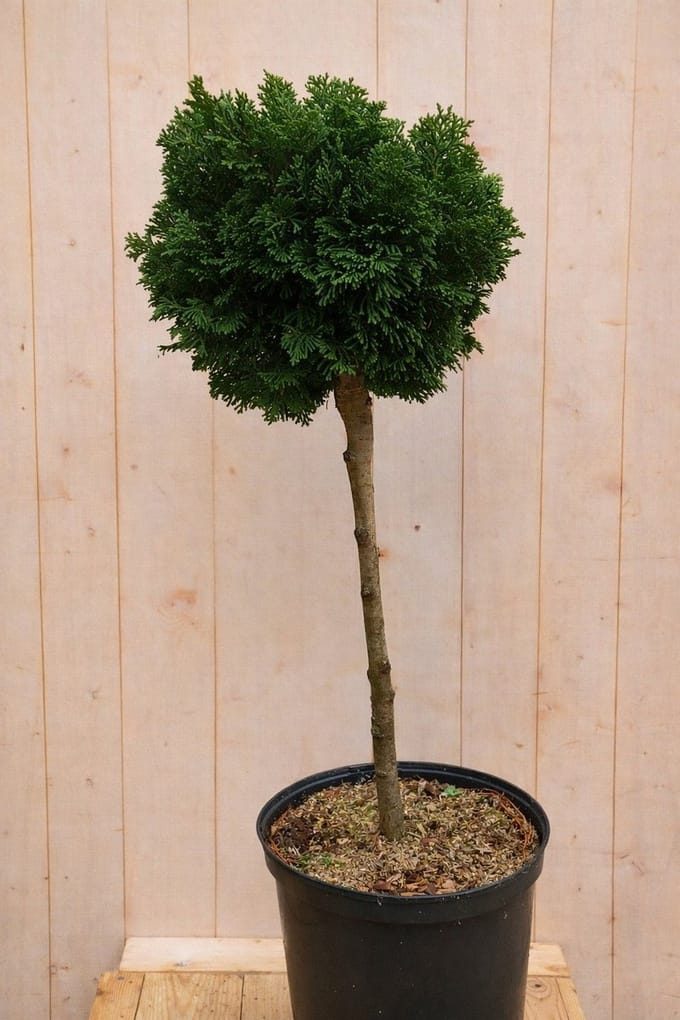 Warentuin natuurlijk - Japanse dwergcipres Chamaecyparis obtusa Nan...