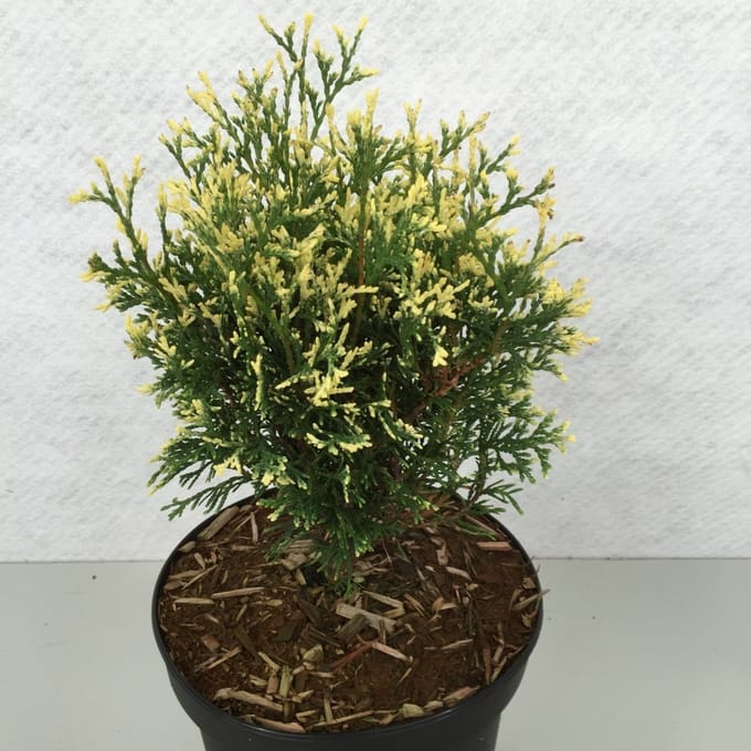 Thuja occ. 'Heartland Snow’ - Levensboom | 25-30 cm pot