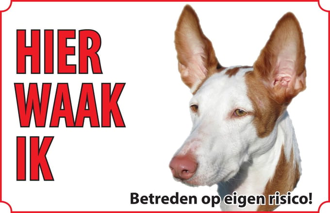 Bord hond Podenco ibicenco