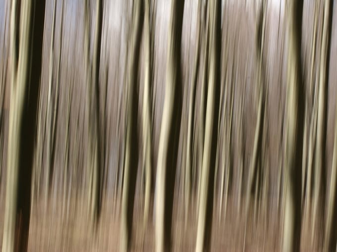 Fotobehang - Bos.