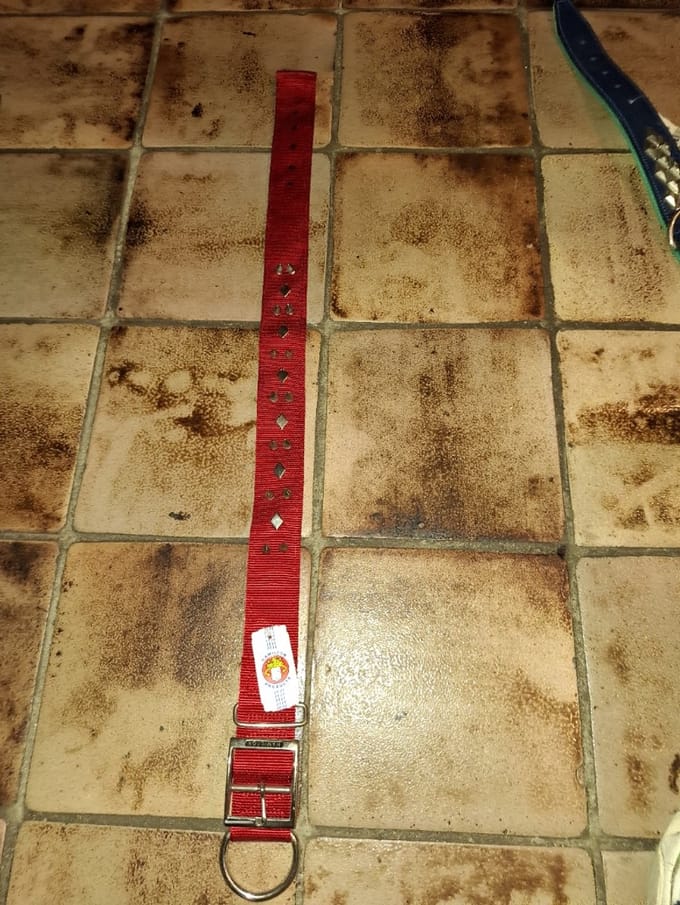 hamilton nijlon spike riem rood 80 cm