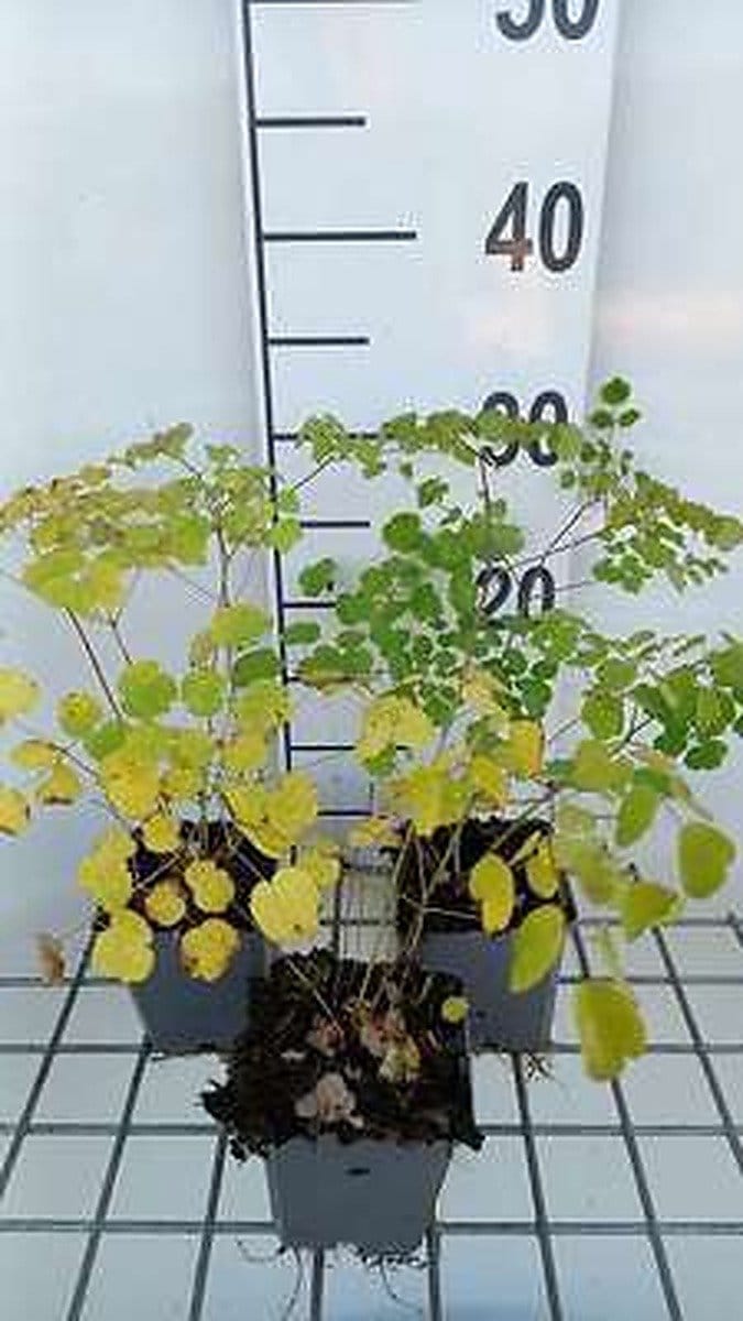 6x Ruit - Thalictrum hybr. 'Splendide'® | 9x9 cm pot