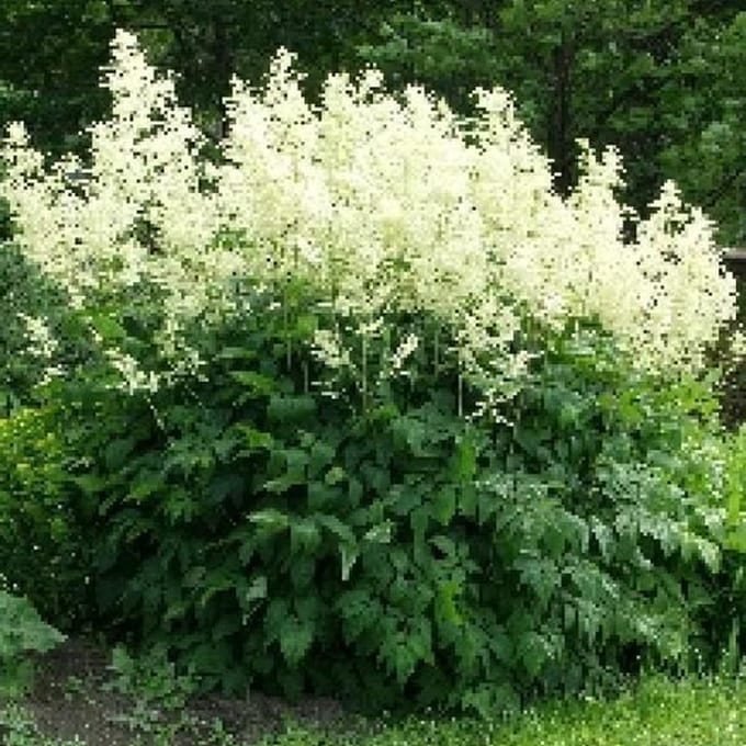 6 x Aruncus dioicus 'Kneiffii' - Geitenbaard pot 9x9 cm - Witte pluimen, schaduwtolerant