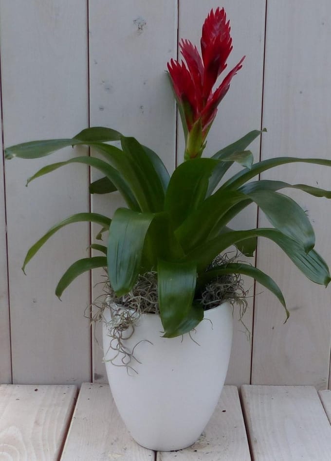 Bromelia witte hoge pot 40 cm Warentuin Natuurlijk