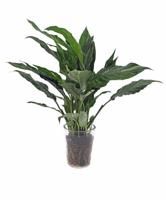 Spathiphyllum Diamond | Lepelplant 40cm |Vaas glas