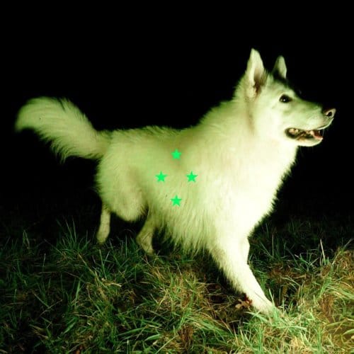Compare What's There -Fluorescent Green Vinyl- - Real Farmer