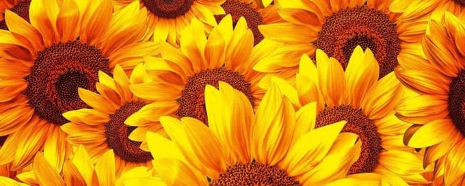 Fotobehang - Helianthus 375x150cm - Vliesbehang