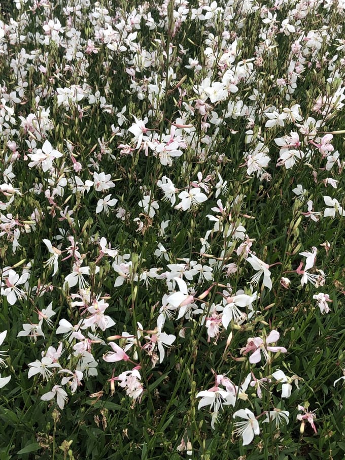 6x Prachtkaars - Gaura lindh. 'Short Form'(= oenothera lindh.) | 9x9 cm pot