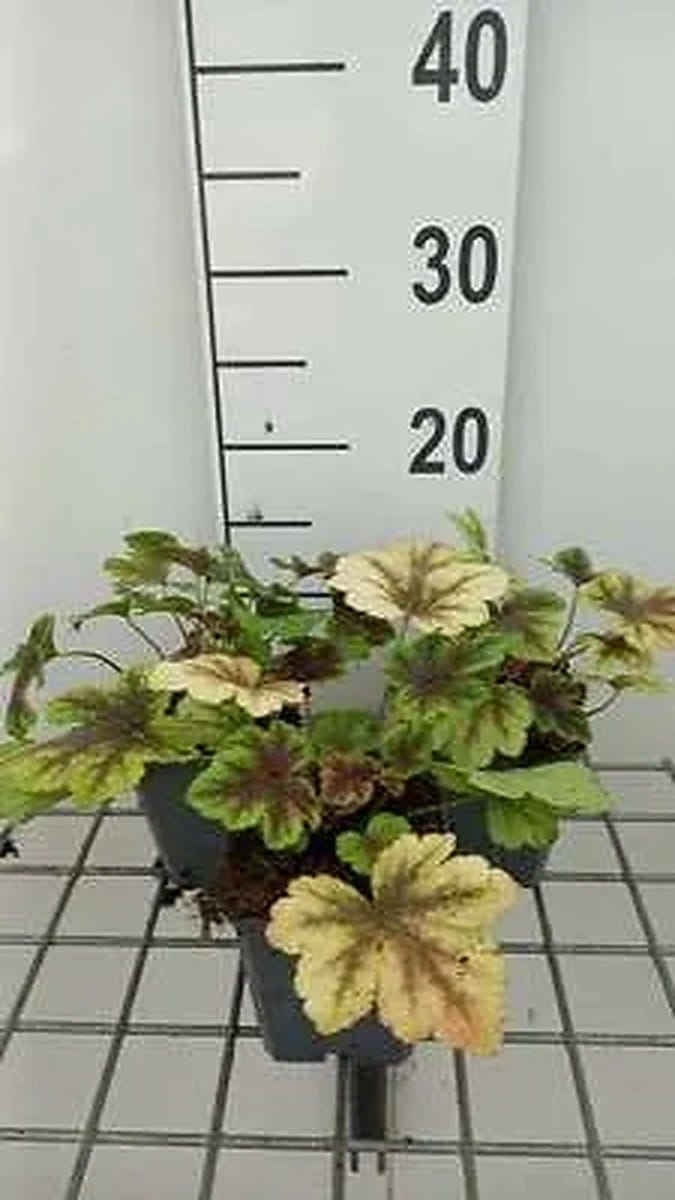 6x Schuimklokje - Heucherella hybr. 'Golden Zebra' | 9x9 cm pot