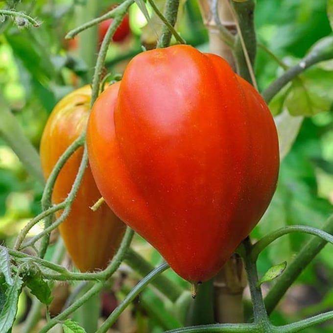 BIO tomaten zaden - Tomaat Téton de Venus