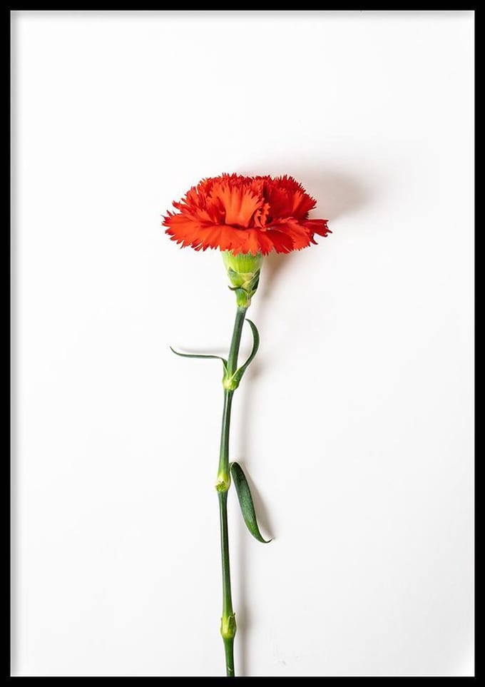 Poster – Anjer - 70x100cm