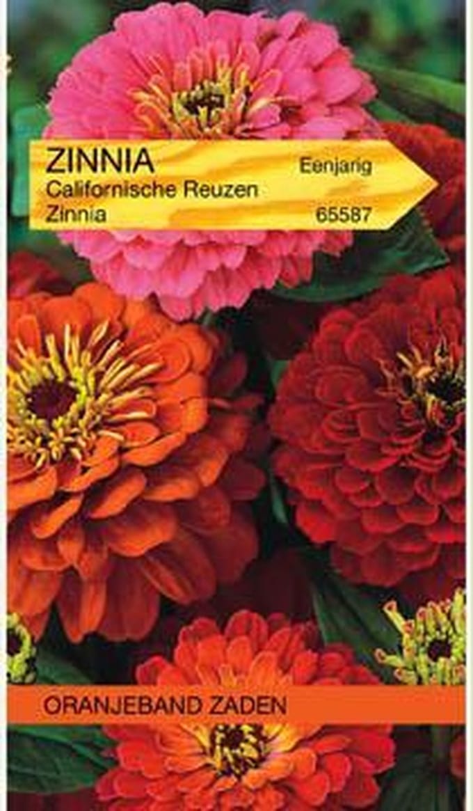 Zinnia Californische Reuzen gemengd