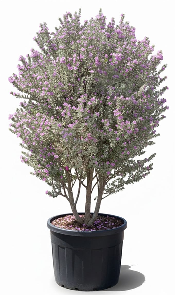 Sunny Tree - Leucophyllum frutescens – Texas Sage – Winterharde Sierheester – 200 cm