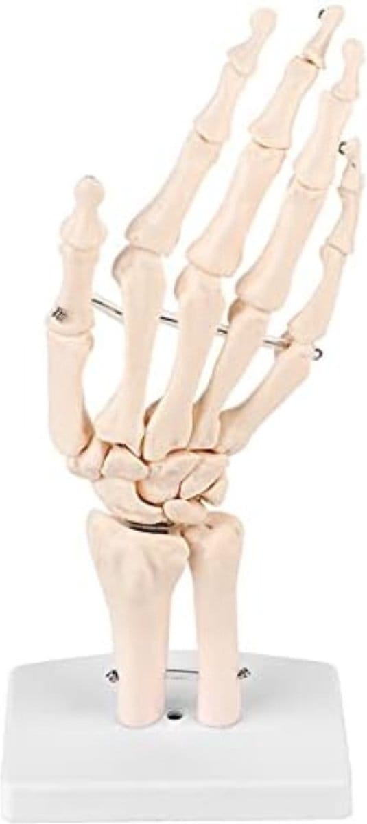 Anatomie Model - Anatomisch Model