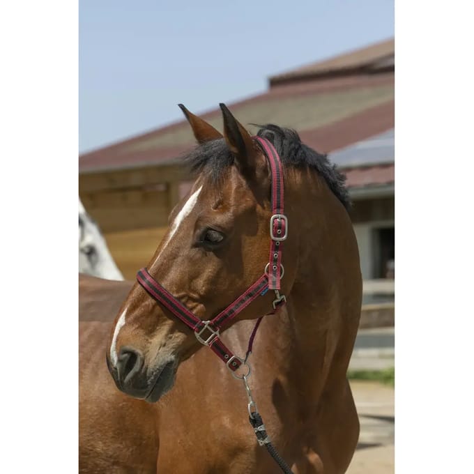Satijnen paardenhalster Norton