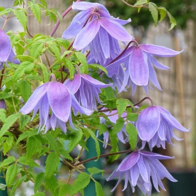 Clematis Alpina 'Frankie' - Bosrank 50-60 cm in pot