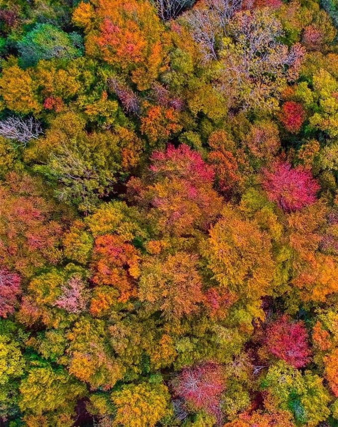 Puzzel 1000 Stukjes - Volwassen Puzzel Kind - Ontspanning Thuis - HD Print Kwaliteit - 70x50cm - Herfst Bos